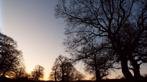 Low angle view of silhouette trees against sky