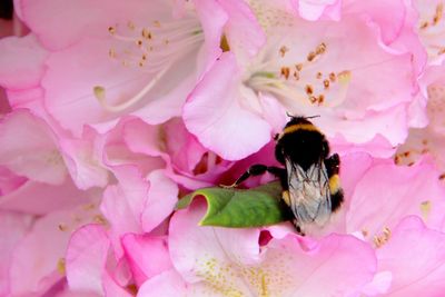 Close-up of insect on pink flowers