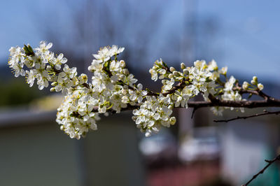 Close-up of white cherry blossoms in spring