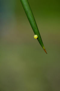 Close-up of fresh green leaf over water against white background