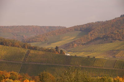 Scenic view of rural landscape