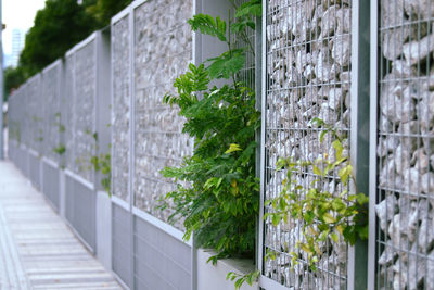 Close-up of plants growing against wall