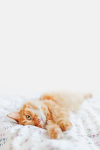 Cute ginger cat lying in bed under blanket. fluffy pet comfortably settled to sleep. copy space.