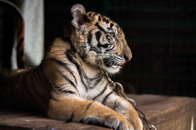 Close-up of a cat looking away