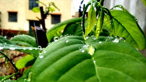 Close-up of wet plant