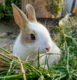 Close-up of white rabbit