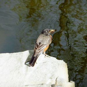 Close-up of bird perching on lake