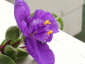 Close-up of purple flower