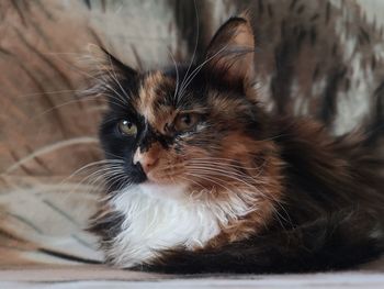 Close-up portrait of a cat