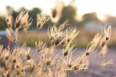 Close-up of flowering plants on field against sky