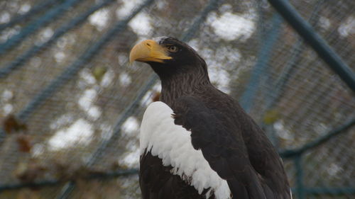 Close-up of eagle in cage at zoo