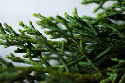 Close-up of fresh green leaves