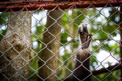 View of chainlink fence in zoo