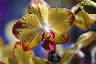 Close-up of orchid