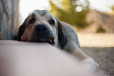 Close-up portrait of dog relaxing outdoors