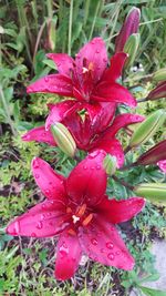 Close-up of pink flowers