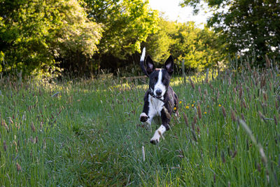 Lurcher dog running on field