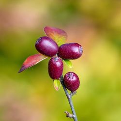 Close-up of berries growing on plant