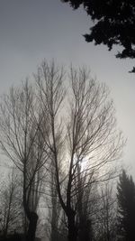 Low angle view of silhouette trees against sky