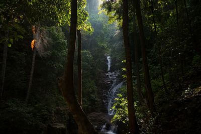 Scenic view of waterfall in forest