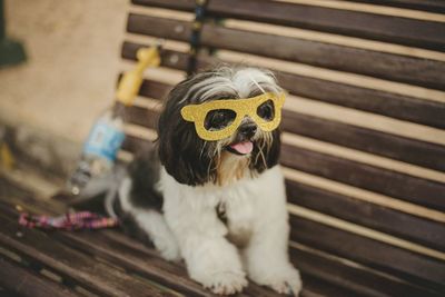 Close-up of dog wearing sunglasses on bench