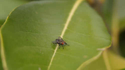 Close-up of insect on leaf