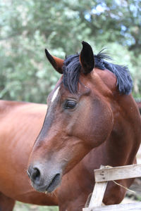 Close-up of horse in ranch