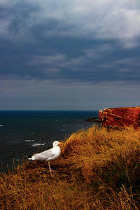 Seagulls on beach