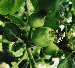 Close-up of fruit growing on tree