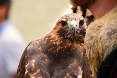 Close-up portrait of eagle