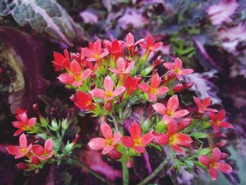 Close-up of pink flowers blooming outdoors