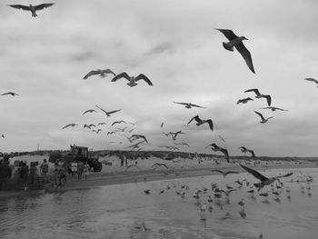 Seagulls flying over beach against sky