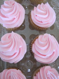 Close-up of pink rose