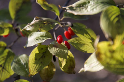 Close-up of berries on tree