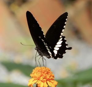 Butterfly at kep butterfly gardens in kampot, cambodia.