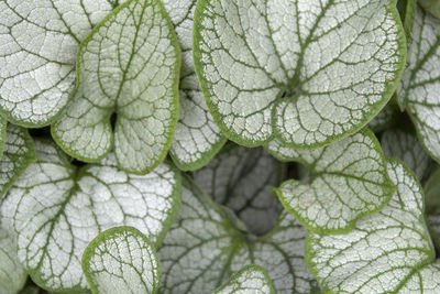 Full frame shot of fresh green leaf