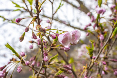 Close-up of pink cherry blossoms in spring