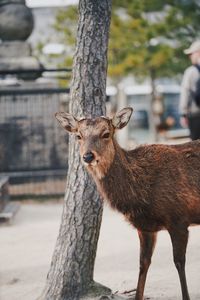 Portrait of deer standing on tree trunk