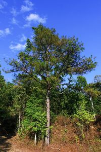 Low angle view of trees on field against sky