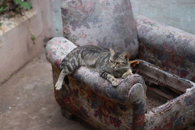 High angle view of cat resting