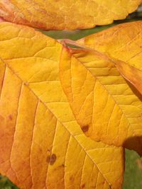 Close-up of yellow maple leaf