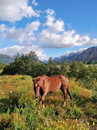 Horses in a field