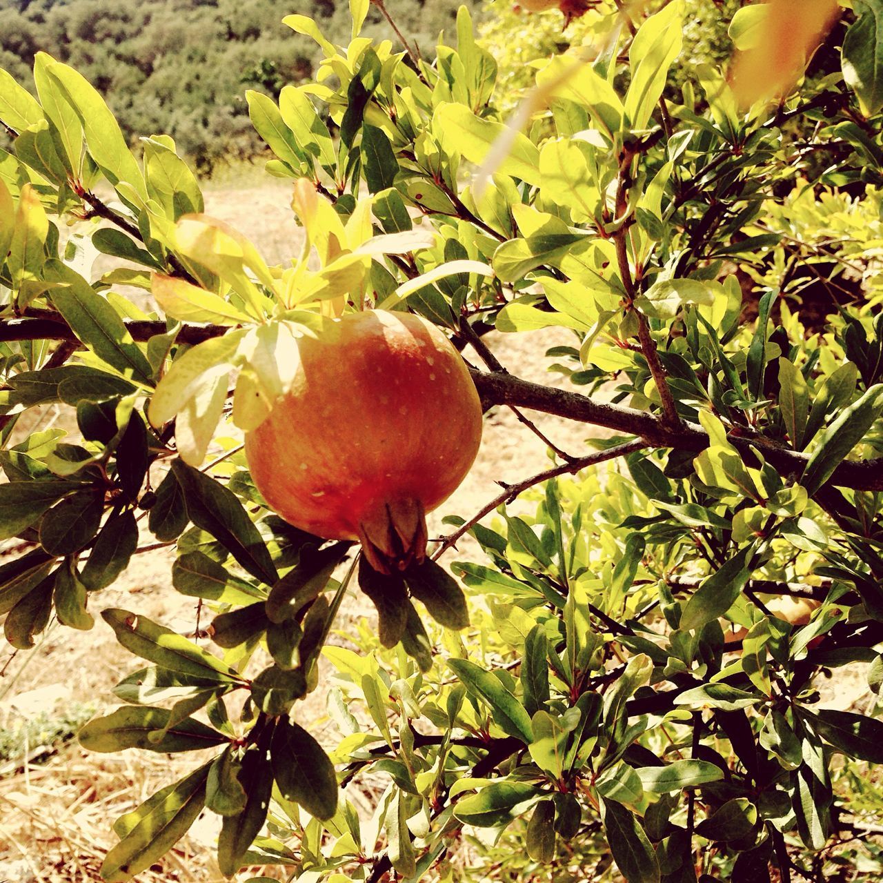 CLOSE-UP OF FRUIT GROWING ON TREE