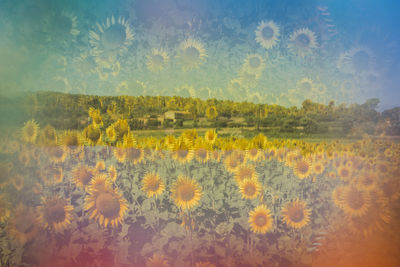 Scenic view of flowering plants on field against sky