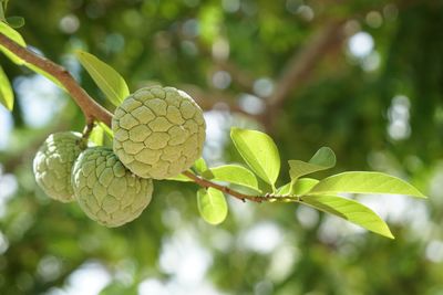 Close-up of fruit growing on tree