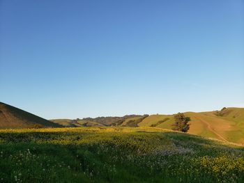 Scenic view of field against clear blue sky