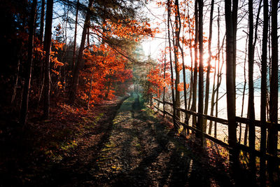 Trees in forest