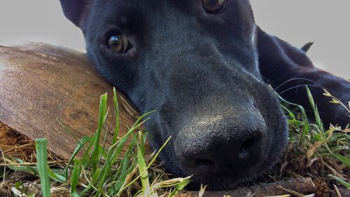 Close-up portrait of dog