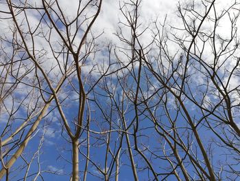 Low angle view of bare tree against sky