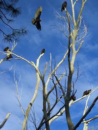 Low angle view of eagle flying against bare tree